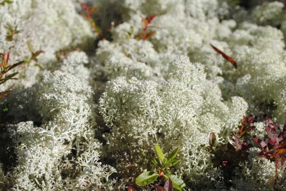Cladonia stellaris
