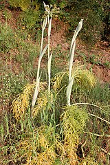 Thapsia garganica