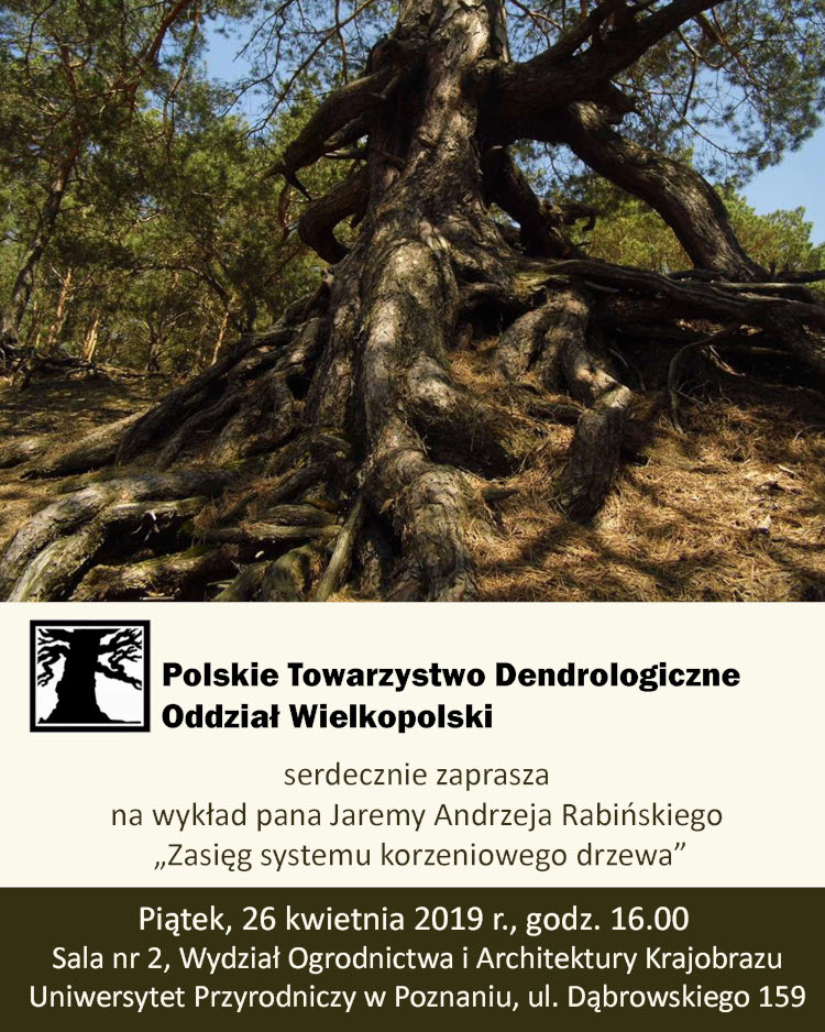 system korzeniowy