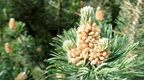 dendro